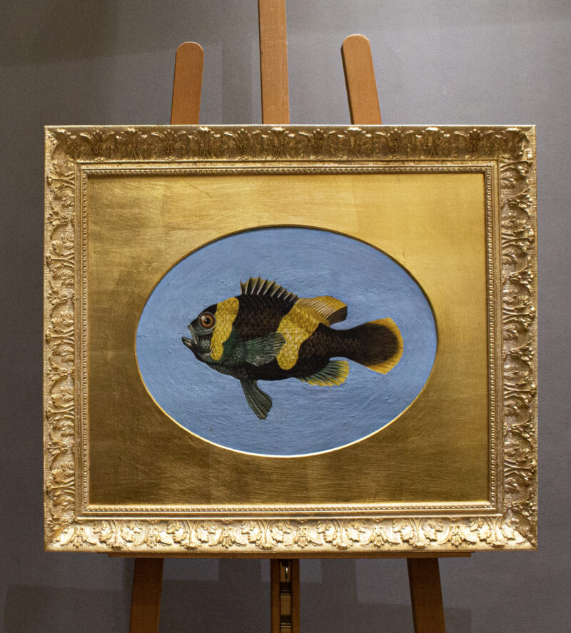 Clownfish painting on an antique wood panel. Tempera with natural pigments and rabbit glue. Antique patina. Wood frame and passe-partout with gold leaf.