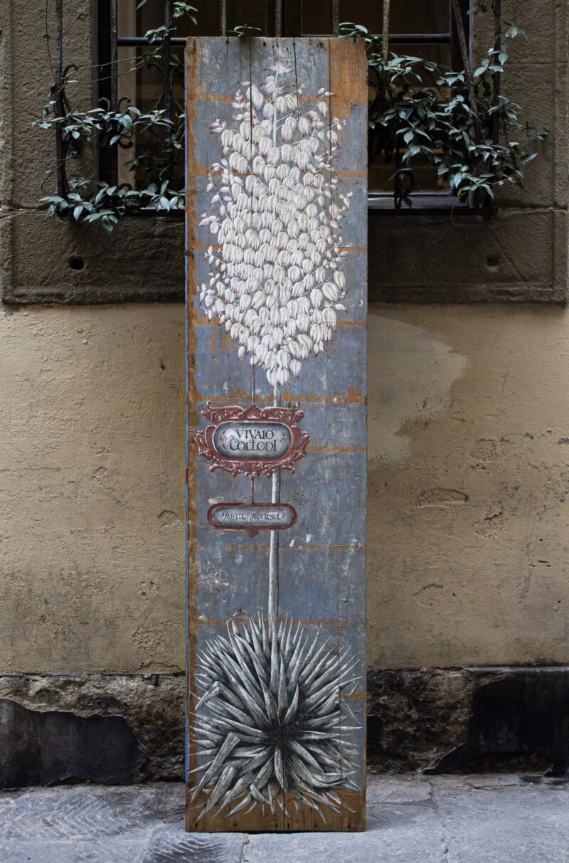 Botanical painting depicting a Yucca Gloriosa on an antique wood panel. Technique: tempera with natural pigments and rabbit glue.