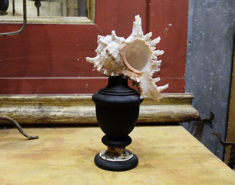 Murex shell on pedestal in antique black wood and gold leaf. Height approx. 24 cm. Vintage. Further photos and details on request.