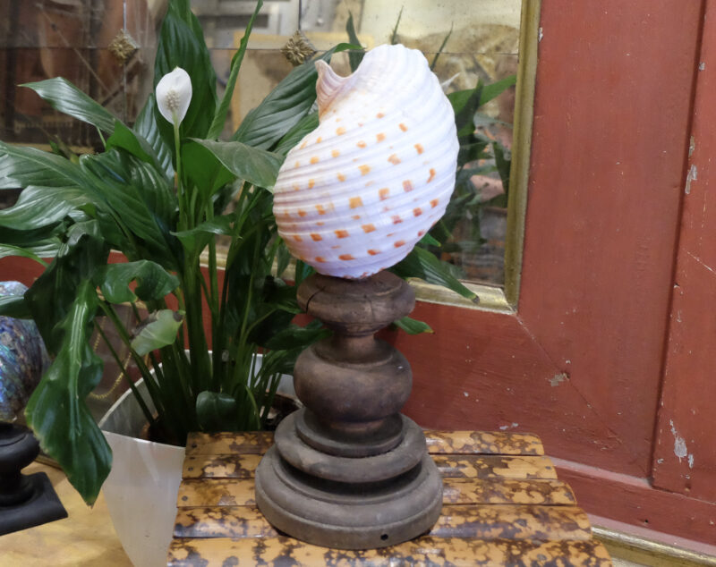 Tonna Tessellata shell on antique wooden base. Height: 31 cm circa. Vintage interior decoration. More pics and details on request.