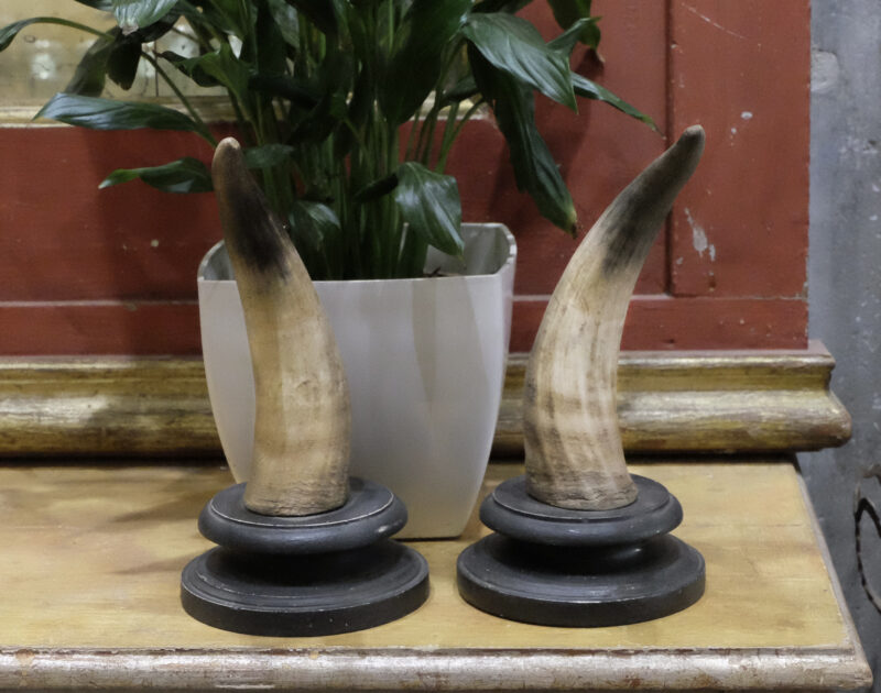 Pair of ox horns on a black wood base. Height: 29 cm circa. Vintage item for interior decoration. More pics and details on request.